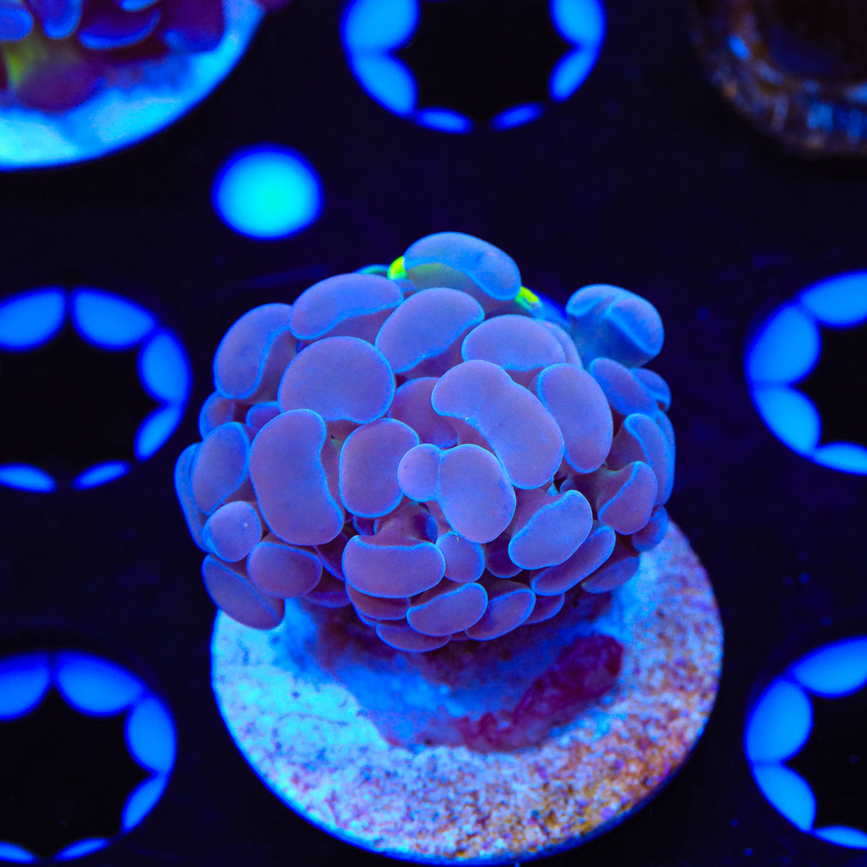 Green Splatter Hammer Coral - Top Shelf Aquatics