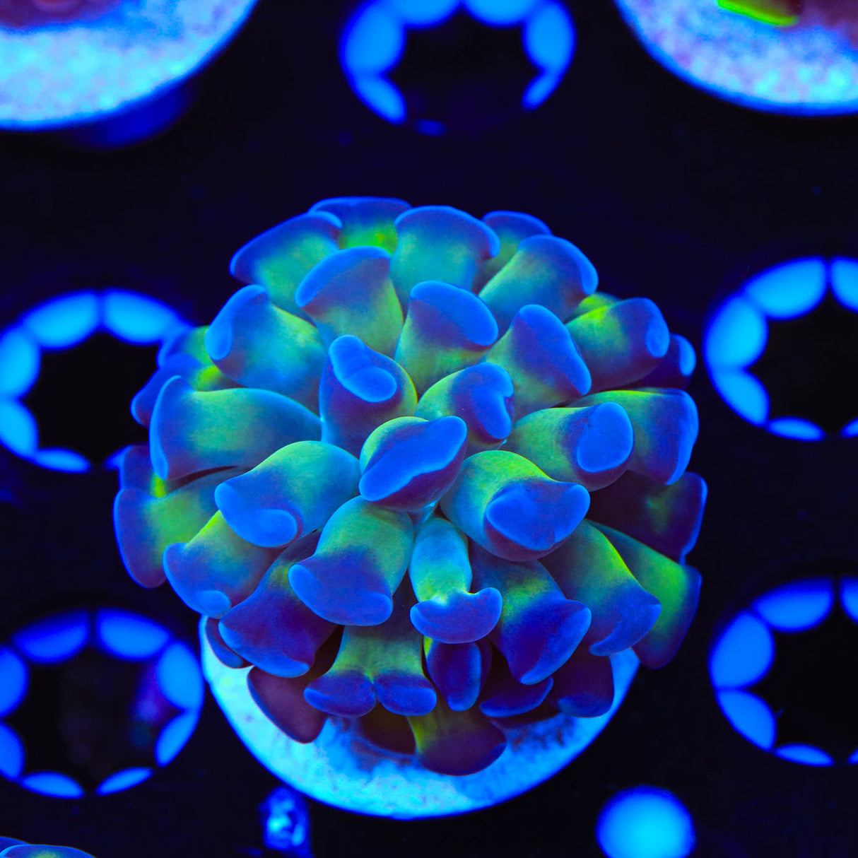 Bicolor Hammer Coral - Top Shelf Aquatics