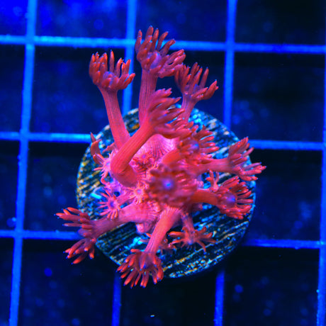 ORA Cherry Red Goniopora Coral