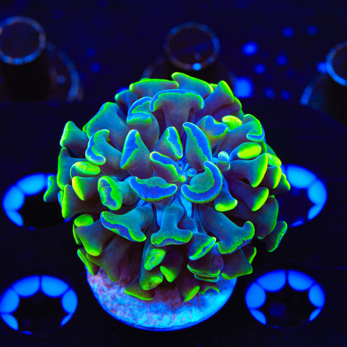 Green Splatter Hammer Coral