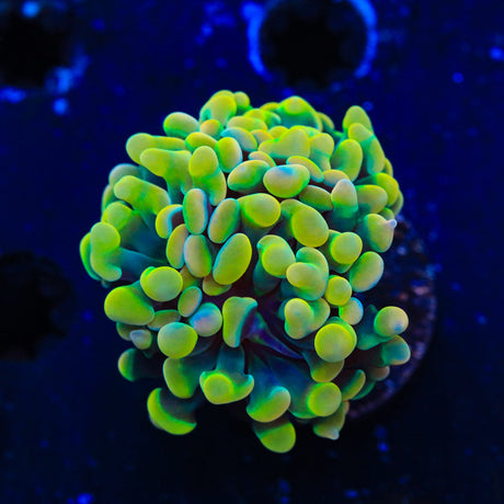 Rainbow Hammer Coral