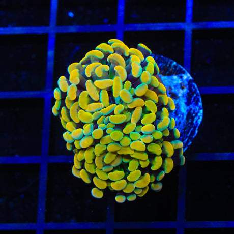 TSA Electro Hammer Coral