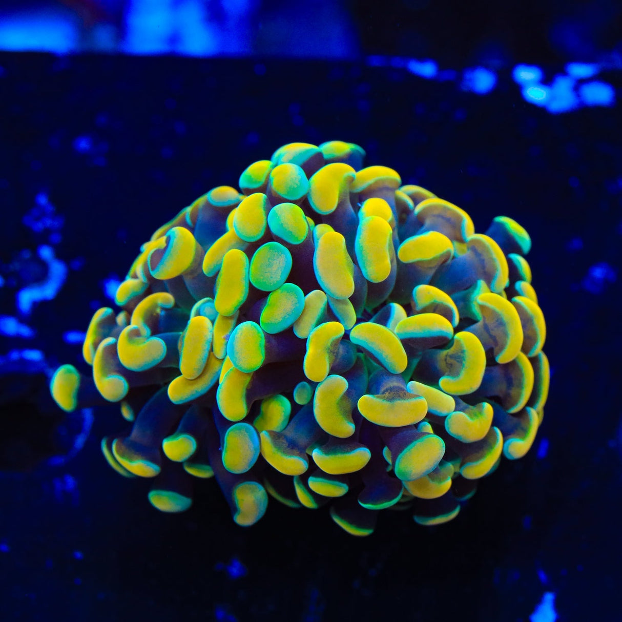 Rainbow Hammer Coral