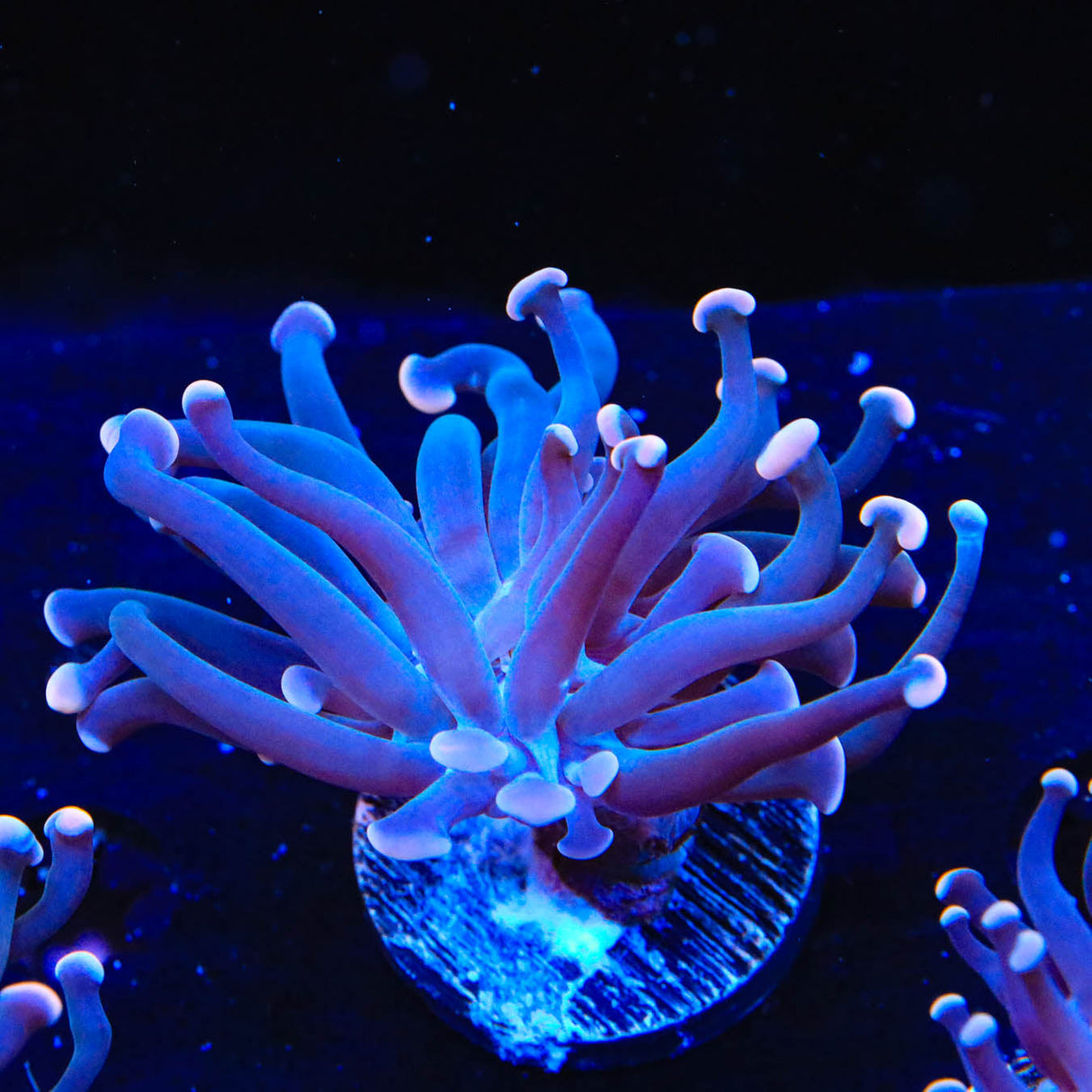 TSA Sweet Treat Hammer Coral - Top Shelf Aquatics