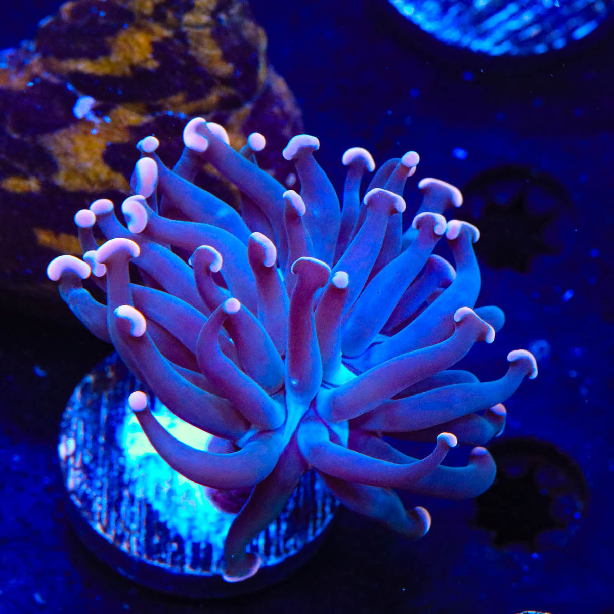 TSA Sweet Treat Hammer Coral - Top Shelf Aquatics