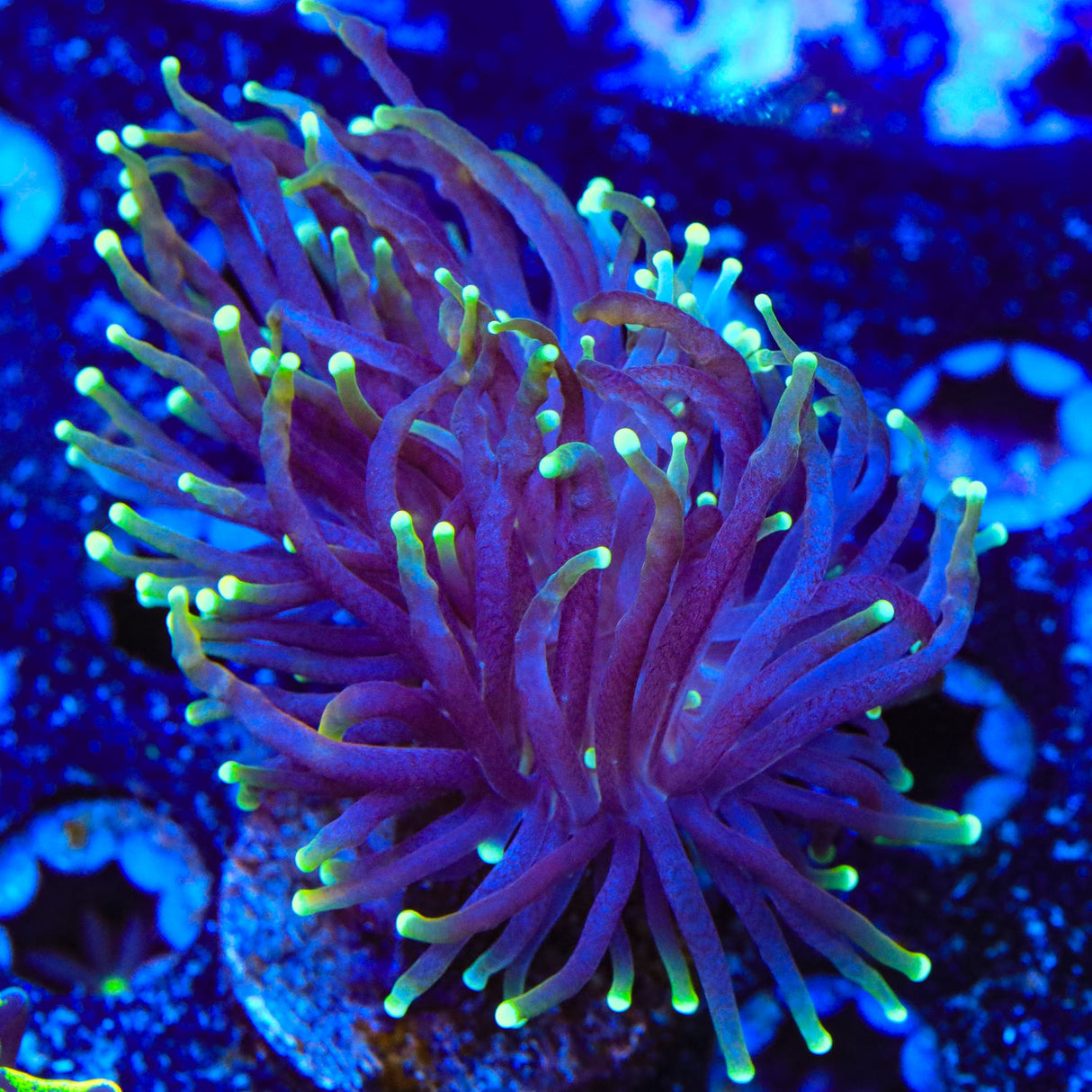 Indo Gold Torch Coral