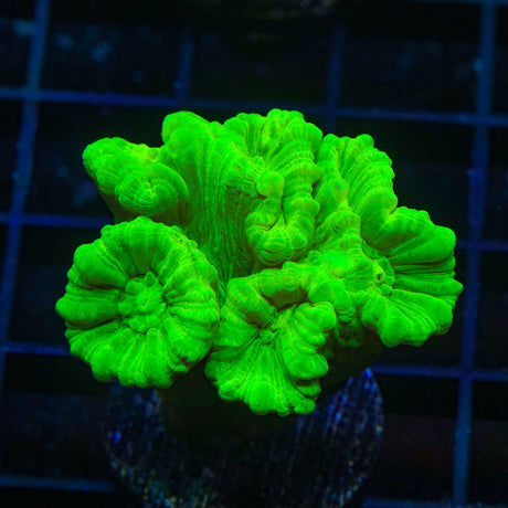 Kryptonite Candy Cane Coral