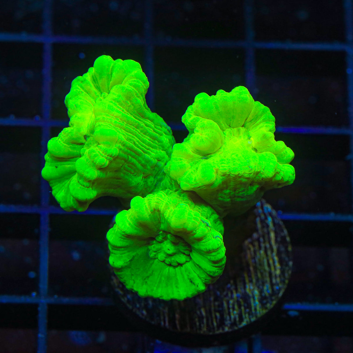 Kryptonite Candy Cane Coral