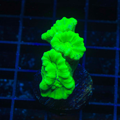 Kryptonite Candy Cane Coral