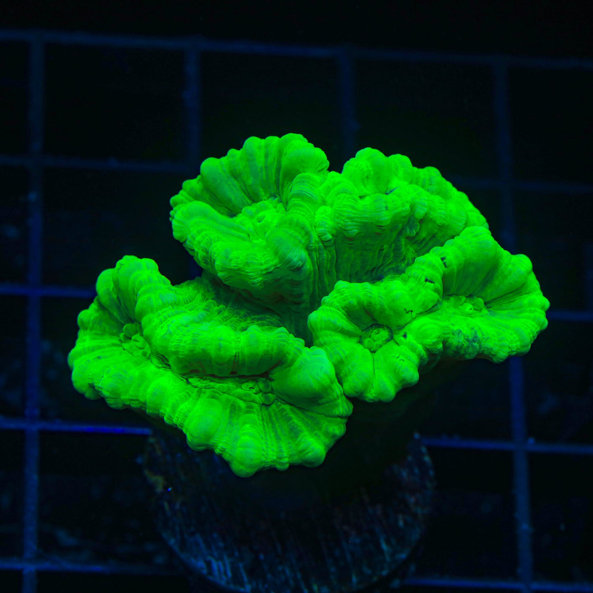 Kryptonite Candy Cane Coral