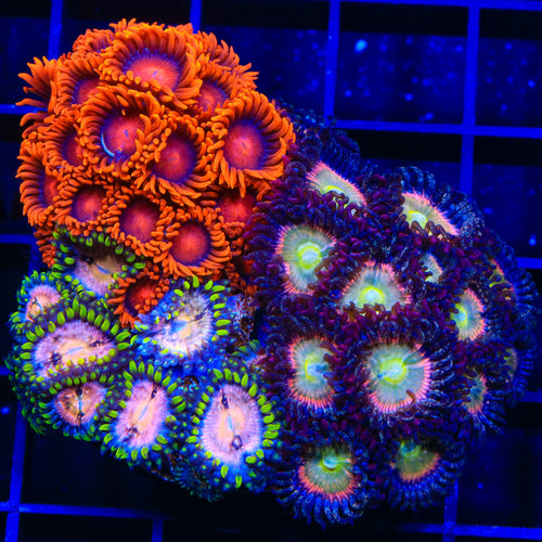 Rainbow Spectrum, Bam Bam and Nirvana Combo Zoanthids Colony Coral