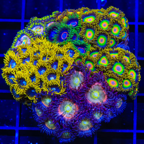 Rasta, Rainbow Spectrum, Purple Heart Combo Zoanthids Colony Coral