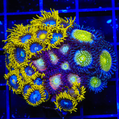 TSA Frozen Apple, Smurfette and Rainbow Spectrum Combo Zoanthids Colony Coral
