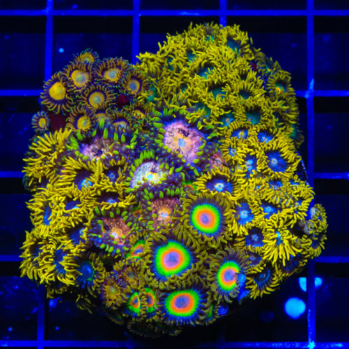 Rasta, Nirvana, Smurfette Combo Zoanthids Colony Coral