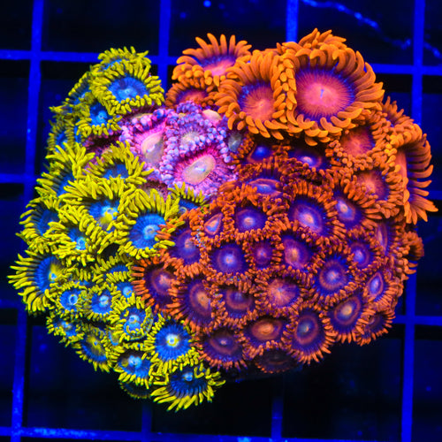 Bam Bam, Halle Berry, Smurfette Combo Zoanthids Colony Coral