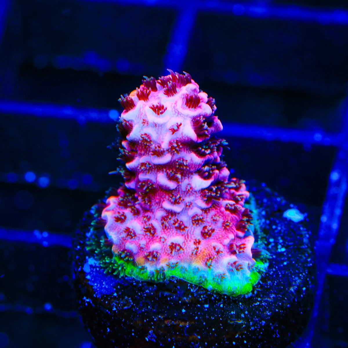 TSA Screamin Demon Millepora Acropora Coral