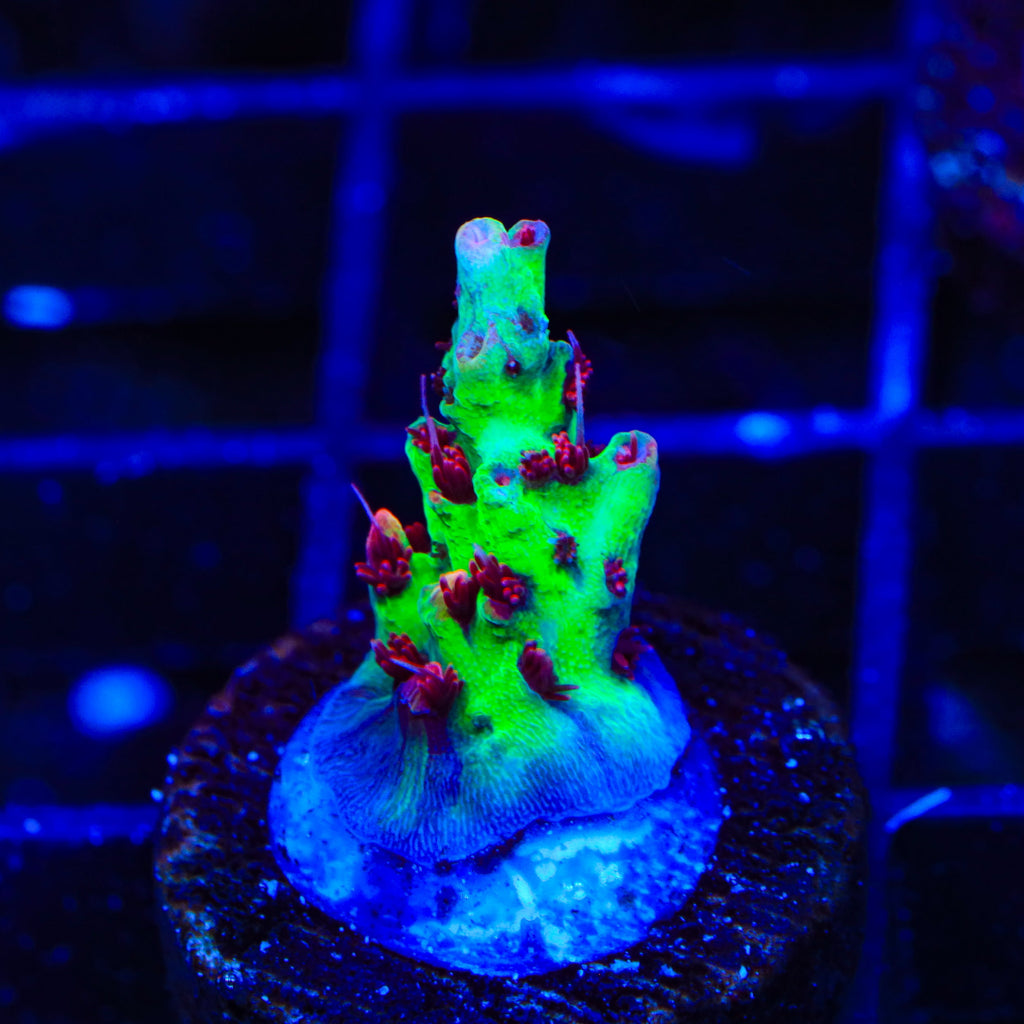 TSA Strawberry Shortcake Acropora Coral
