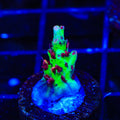 TSA Strawberry Shortcake Acropora Coral