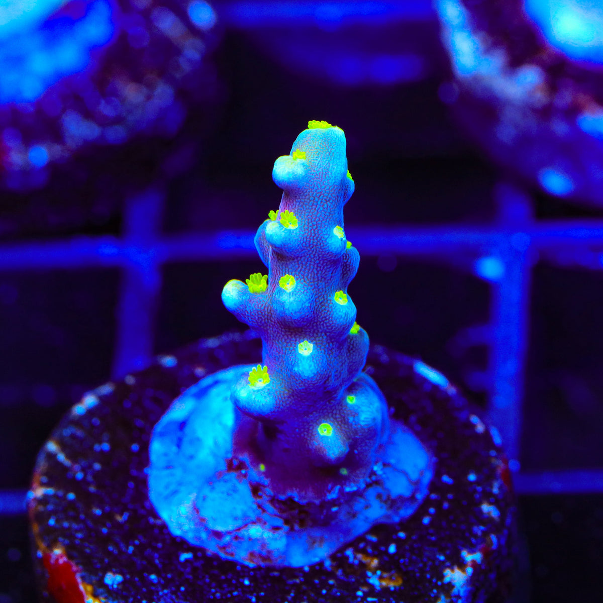 RR Firecracker Acropora Coral