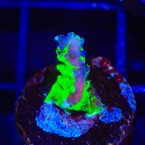 TSA Raspberry Splice Acropora Coral