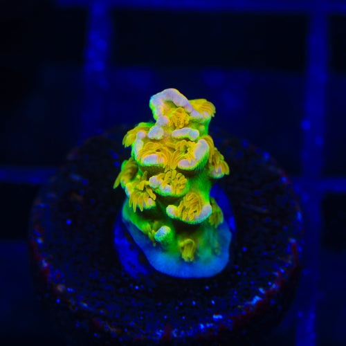 Sexy Corals Orange Passion Tenuis Acropora Coral