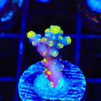 RR Firecracker Acropora Coral