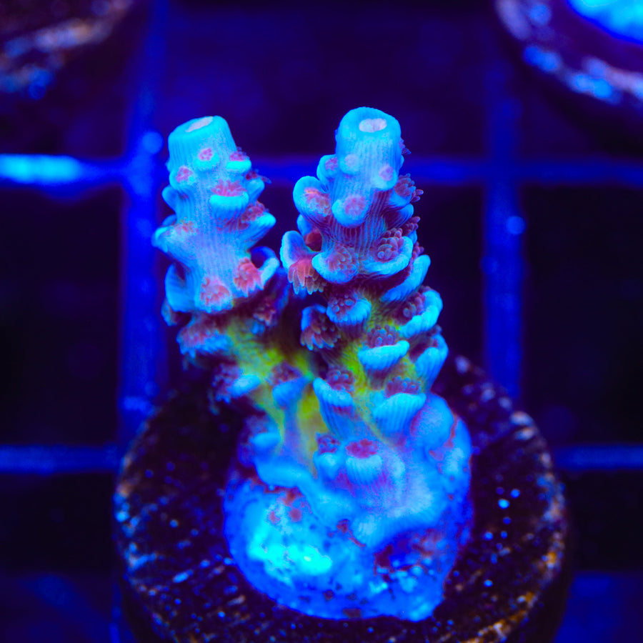 JF Jolt Acropora Coral