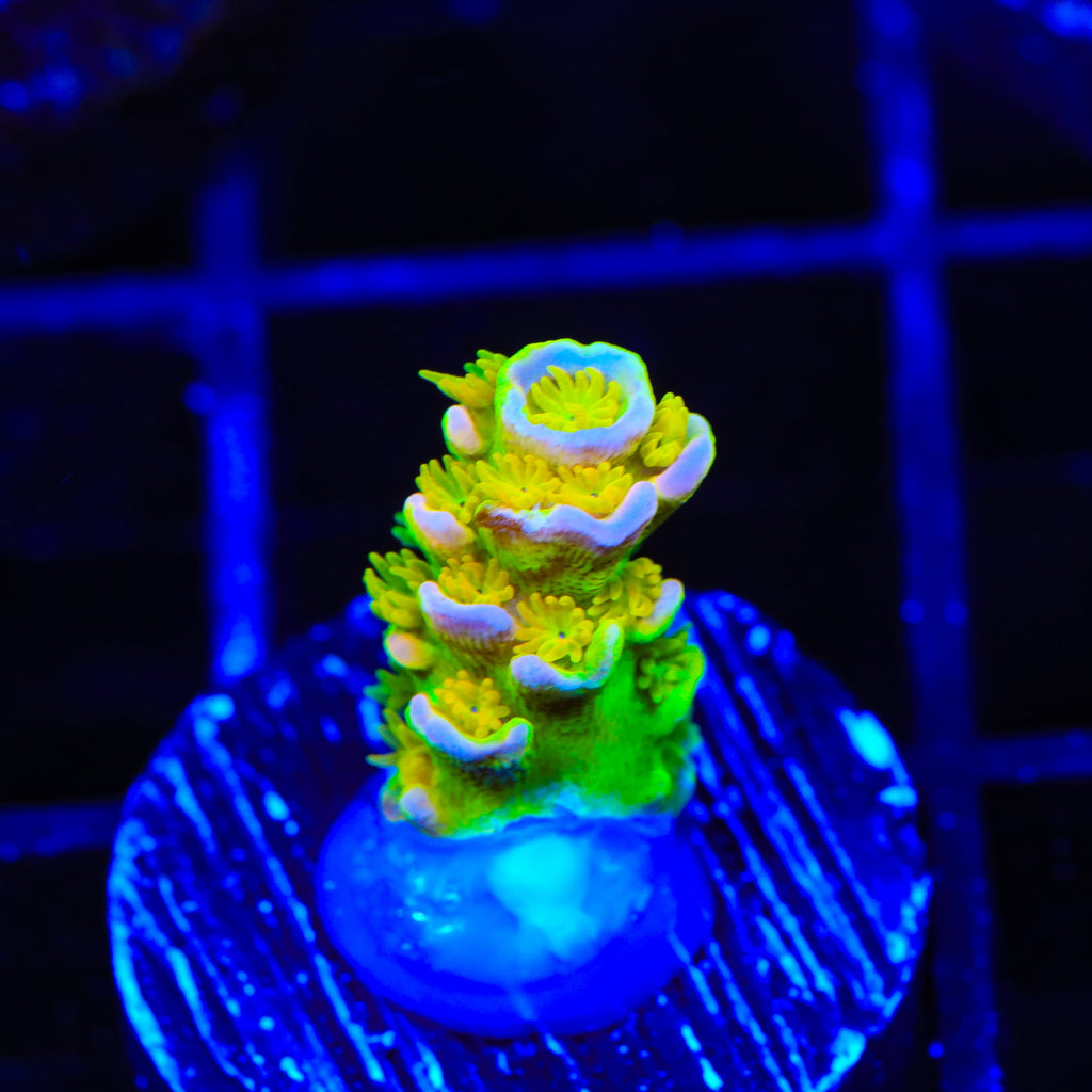 Walt Disney Tenuis Acropora Coral