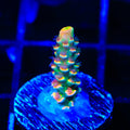 BkChem Froot Loops Acropora Coral