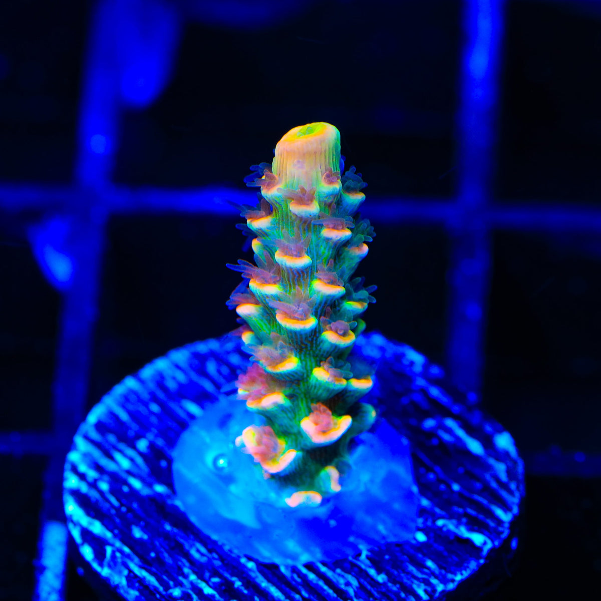 BkChem Froot Loops Acropora Coral