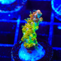 TSA Tangerine Spirit Acropora Coral