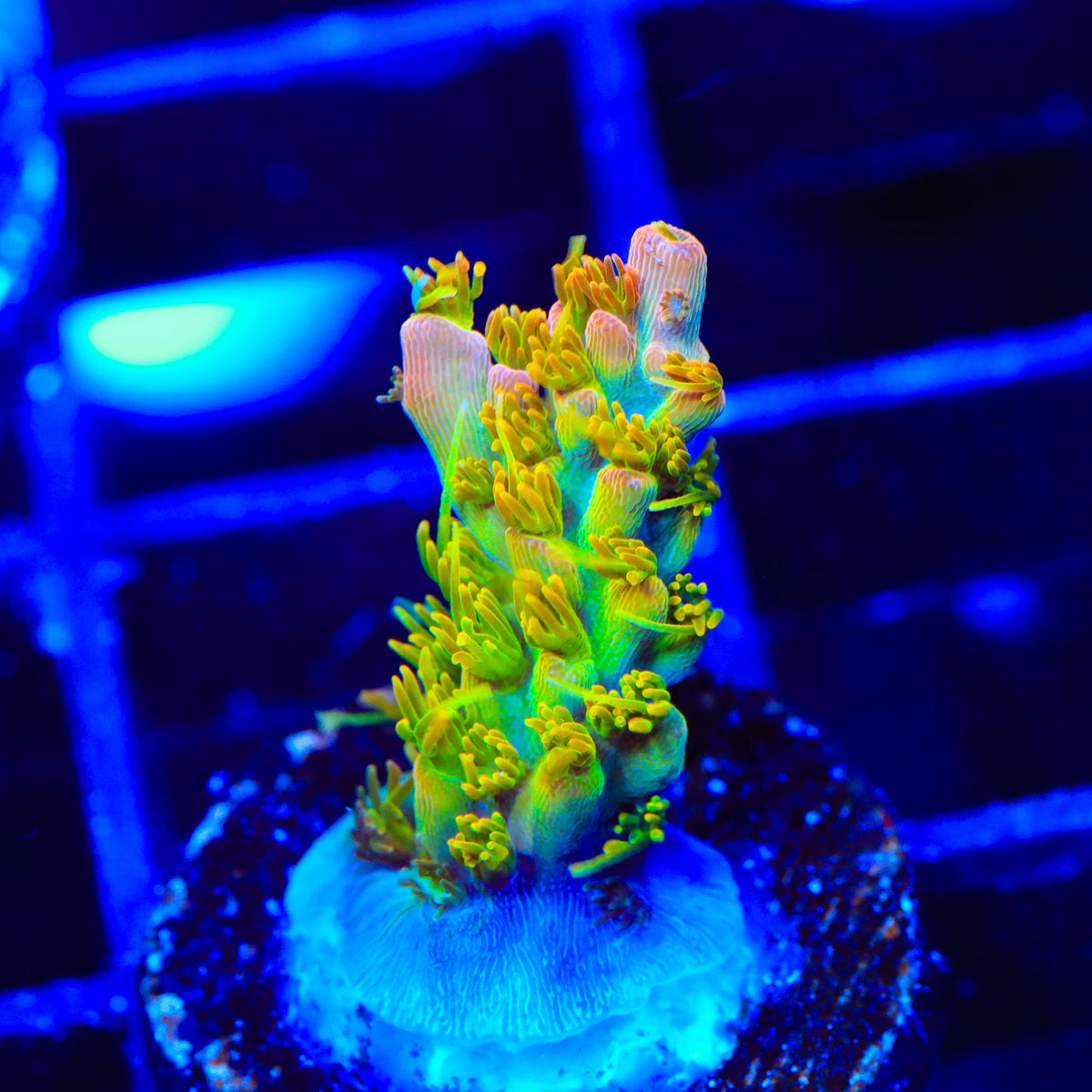 TSA Tangerine Spirit Acropora Coral