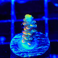 BkChem Froot Loops Acropora Coral