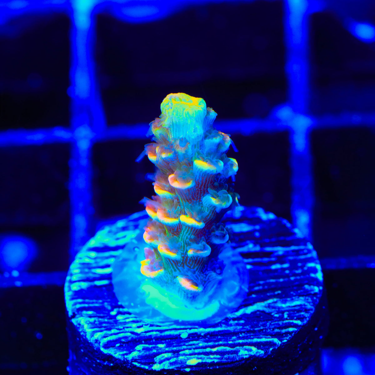 BkChem Froot Loops Acropora Coral