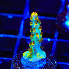 RR Pink Floyd Acropora Coral