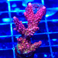 PC Rainbow Acropora Coral
