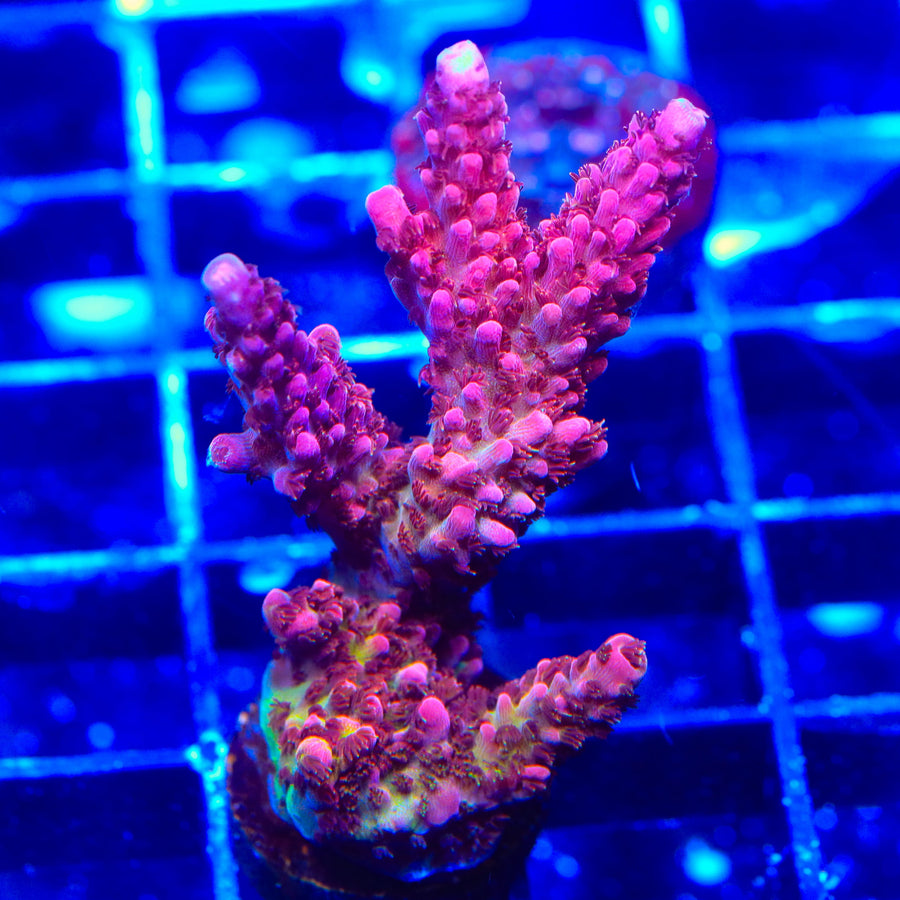 PC Rainbow Acropora Coral