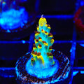 RR Pink Floyd Acropora Coral