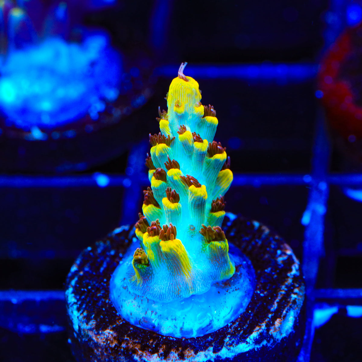 RR Pink Floyd Acropora Coral
