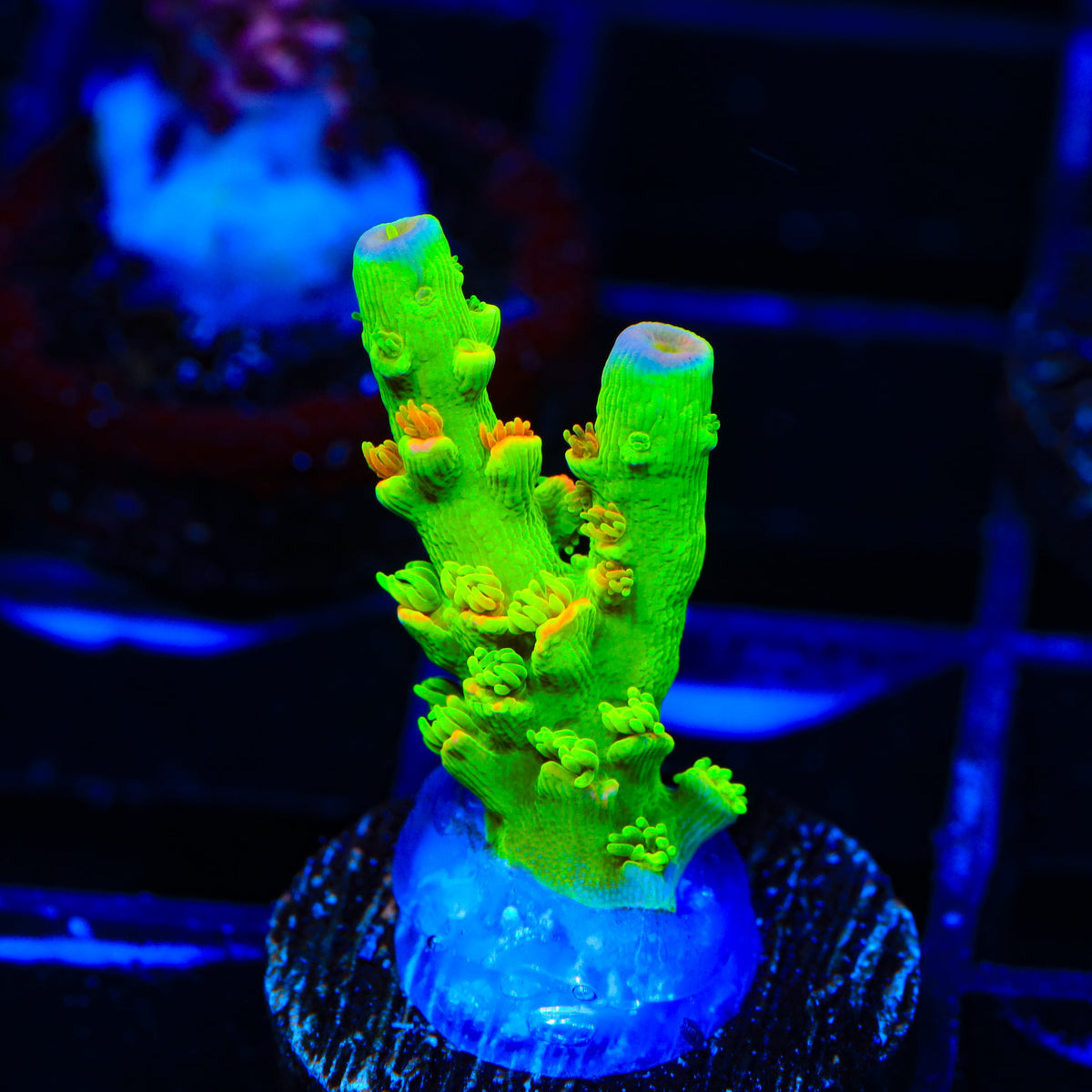 TSA Peter Pan Tenuis Acropora Coral