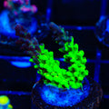 TSA Raspberry Splice Acropora Coral
