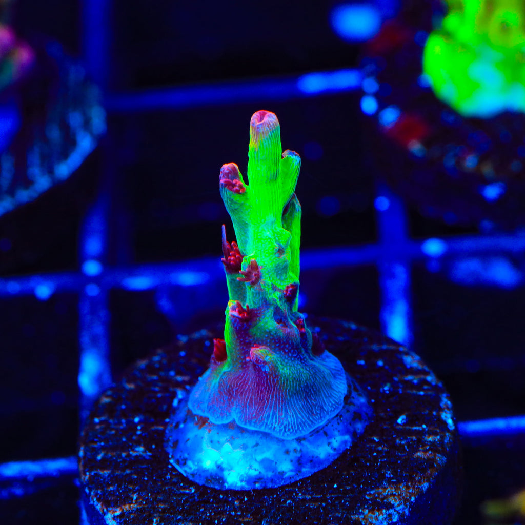TSA Strawberry Shortcake Acropora Coral