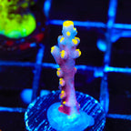 RR Firecracker Acropora Coral