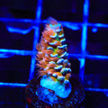 TSA El Scorcho Acropora Coral