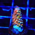 TSA El Scorcho Acropora Coral