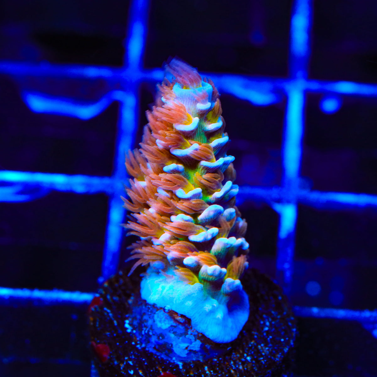 TSA El Scorcho Acropora Coral