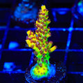Tyree Pink Lemonade Acropora Coral