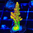 Tyree Pink Lemonade Acropora Coral