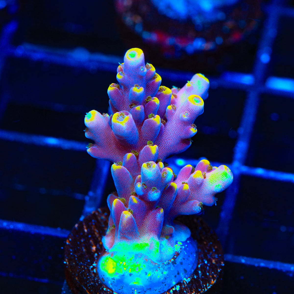 TSA Purple Rain Acropora Coral