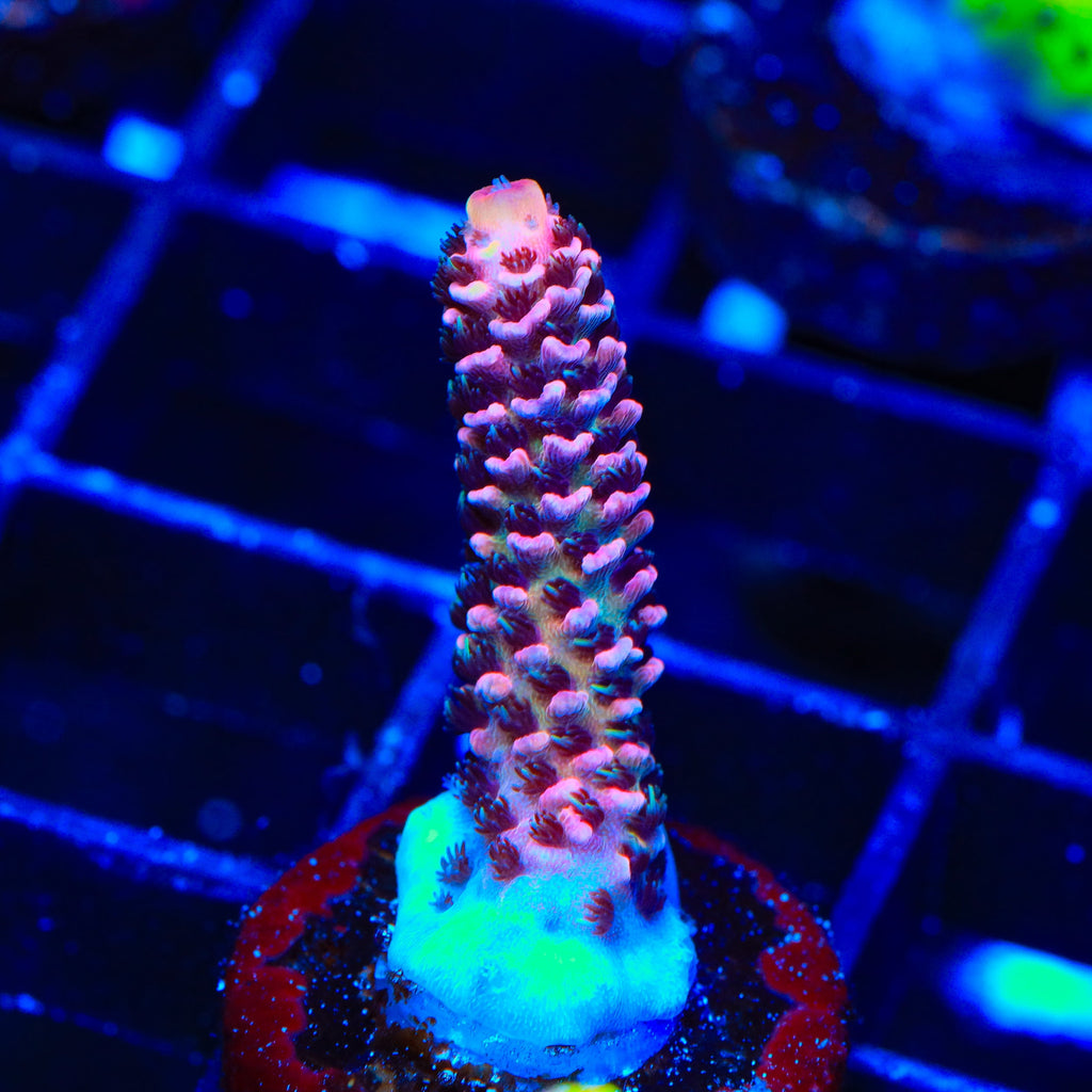 CRT Big Red Millipora Acropora Coral